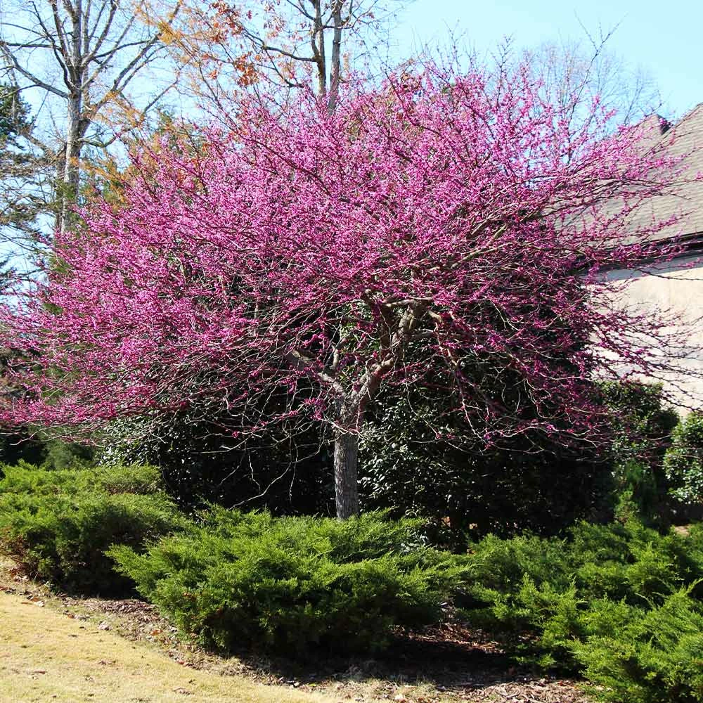 Fast Growing Trees Eastern Redbud 7 Fast Growing Trees Eastern Redbud
