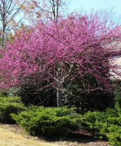 Fast Growing Trees Pink Flowers Eastern Redbud Tree 11 Fast Growing Trees Pink Flowers Eastern Redbud Tree