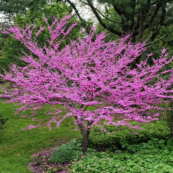Fast Growing Trees Pink Flowers Eastern Redbud Tree 3 Fast Growing Trees Pink Flowers Eastern Redbud Tree