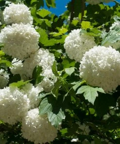Fast Growing Trees Eastern Snowball Bush 7 Fast Growing Trees Eastern Snowball Bush