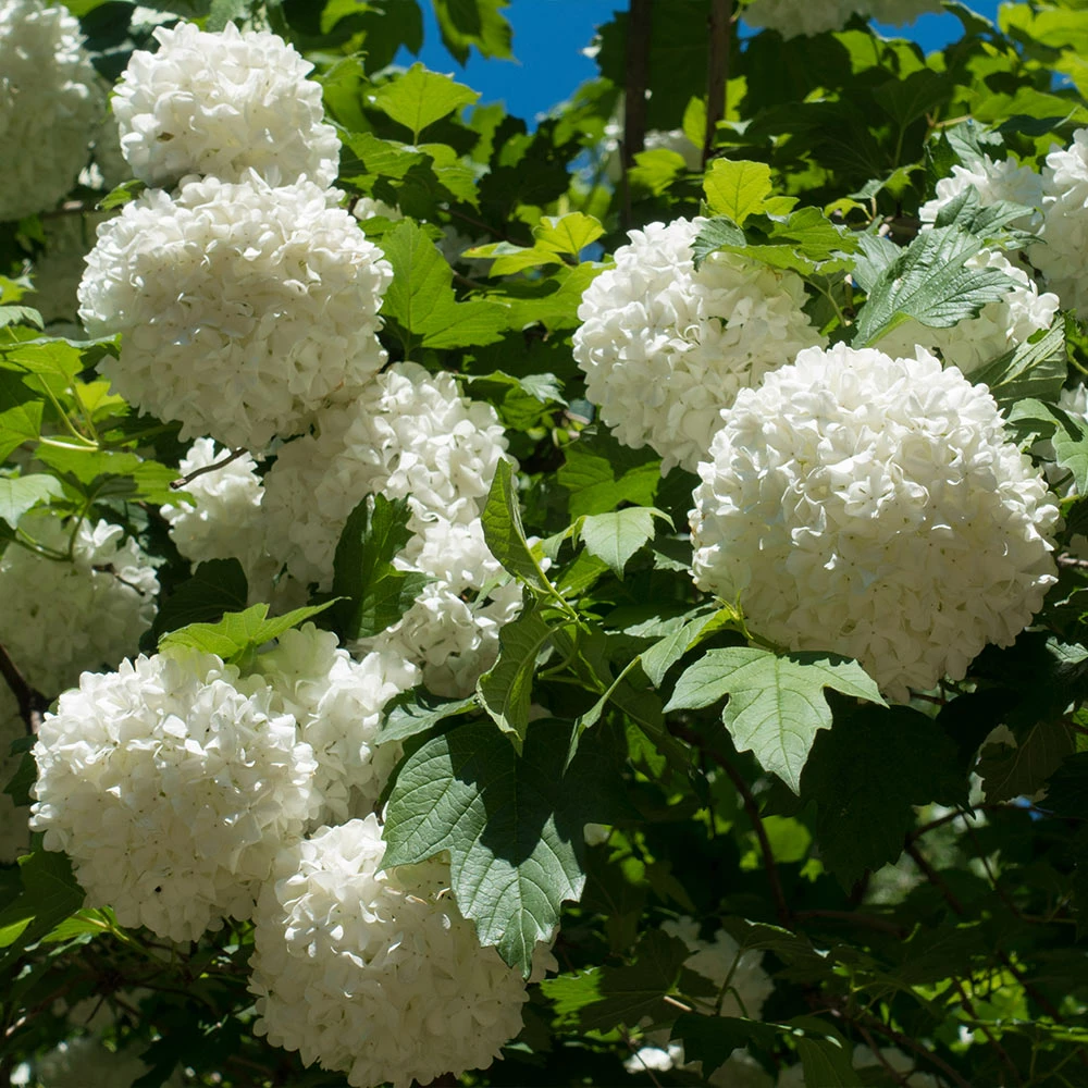 Fast Growing Trees Eastern Snowball Bush 5 Fast Growing Trees Eastern Snowball Bush