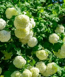 Fast Growing Trees Eastern Snowball Bush