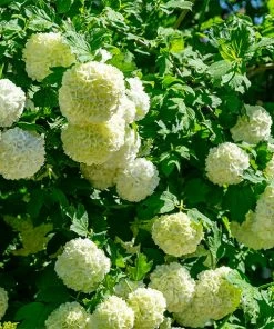 Fast Growing Trees Eastern Snowball Bush