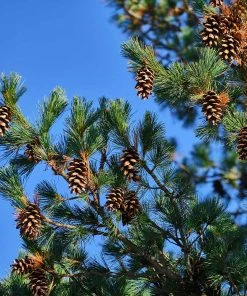 Fast Growing Trees Eastern White Pine Tree