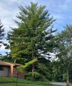 Fast Growing Trees Eastern White Pine Tree