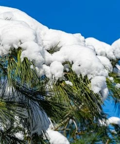 Fast Growing Trees Eastern White Pine Tree
