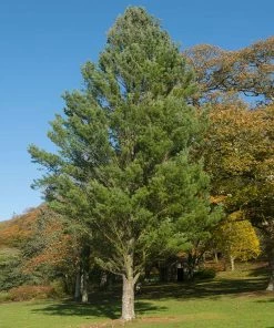 Fast Growing Trees Eastern White Pine Tree