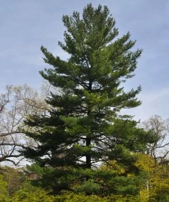 Fast Growing Trees Eastern White Pine Tree