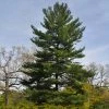 Fast Growing Trees Eastern White Pine Tree