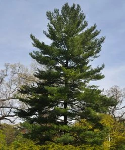 Fast Growing Trees Eastern White Pine Tree