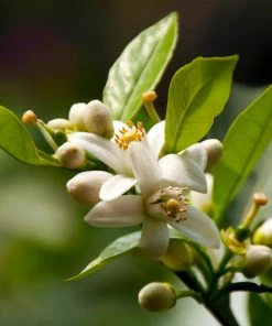 Fast Growing Trees EasyPeel Clementine Tree