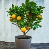 Fast Growing Trees EasyPeel Clementine Tree