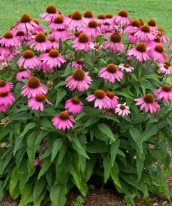 Fast Growing Trees See All Shrubs & Hedges PowWow® Wild Berry Coneflower (Echinacea)