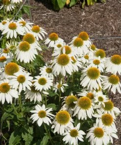 Fast Growing Trees PowWow® White Coneflower (Echinacea) See All Shrubs & Hedges