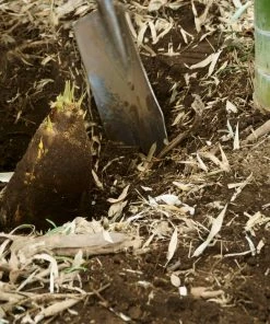 Fast Growing Trees Bamboo Trees Edible Bamboo Plant