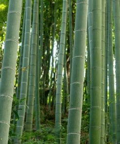Fast Growing Trees Bamboo Trees Edible Bamboo Plant