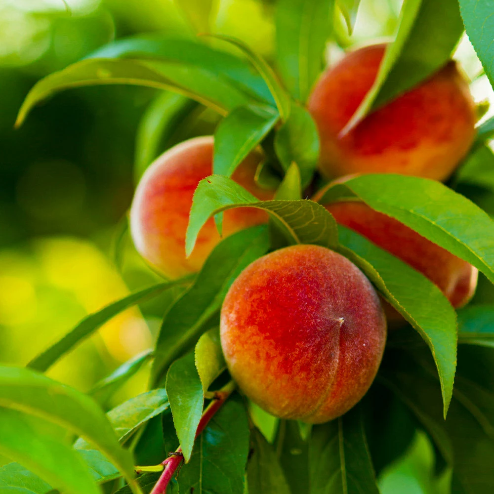 Fast Growing Trees Peach Trees Elberta Peach Tree 5 Fast Growing Trees Peach Trees Elberta Peach Tree