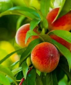 Fast Growing Trees Elberta Peach Tree