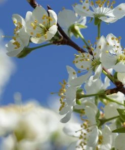 Fast Growing Trees Plum Trees Elephant Heart Plum Tree