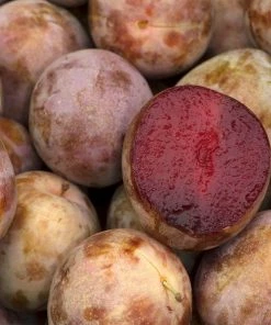 Fast Growing Trees Plum Trees Elephant Heart Plum Tree