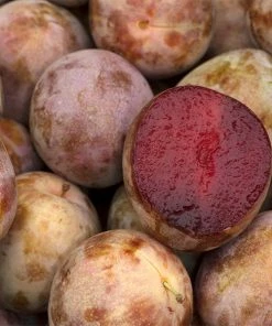 Fast Growing Trees Plum Trees Elephant Heart Plum Tree