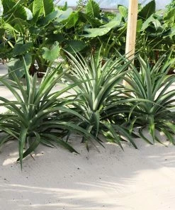 Fast Growing Trees See All Fruit Trees Elite Gold Pineapple