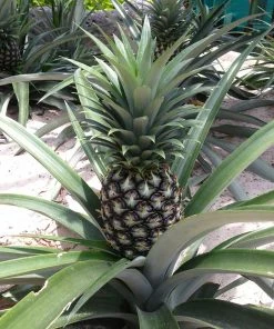 Fast Growing Trees See All Fruit Trees Elite Gold Pineapple