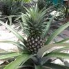 Fast Growing Trees See All Fruit Trees Elite Gold Pineapple 2 Fast Growing Trees See All Fruit Trees Elite Gold Pineapple