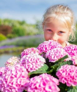 Fast Growing Trees Elizabeth Ashley Hydrangea Shrub Hydrangea Shrubs
