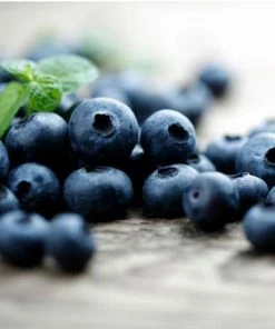 Fast Growing Trees Blueberry Bushes Elliot Blueberry Bush