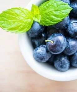 Fast Growing Trees Blueberry Bushes Elliot Blueberry Bush