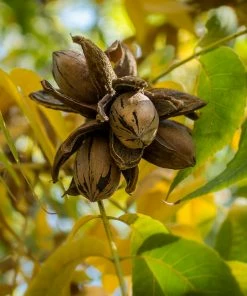 Fast Growing Trees Elliot Pecan Tree