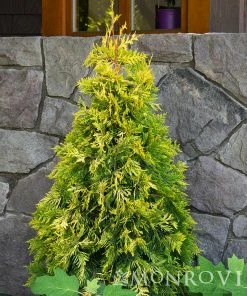 Fast Growing Trees Ember Waves® Western Arborvitae Tree
