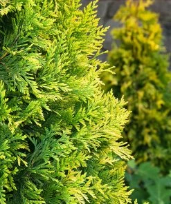 Fast Growing Trees Ember Waves® Western Arborvitae Tree