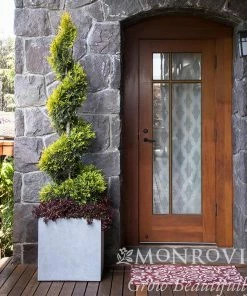 Fast Growing Trees Ember Waves® Western Arborvitae Tree