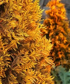 Fast Growing Trees Ember Waves® Western Arborvitae Tree