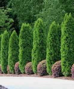 Fast Growing Trees Emerald Green Arborvitae