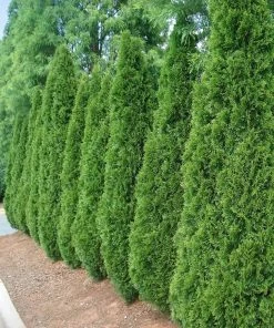 Fast Growing Trees Emerald Green Arborvitae