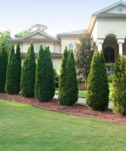 Fast Growing Trees Emerald Green Thuja Tree