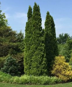 Fast Growing Trees Emerald Green Thuja Tree