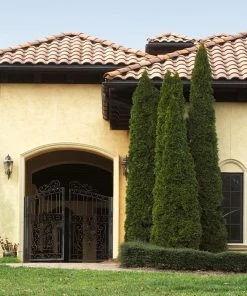 Fast Growing Trees Emerald Green Arborvitae