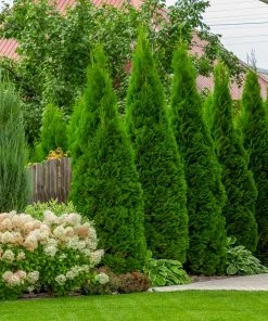 Fast Growing Trees Emerald Green Arborvitae