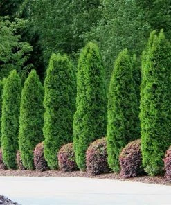 Fast Growing Trees Emerald Green Arborvitae