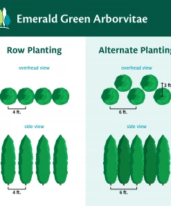 Fast Growing Trees Emerald Green Arborvitae