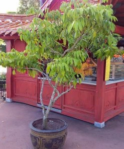 Fast Growing Trees Emperor Lychee Tree Tropical Fruit Trees
