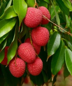 Fast Growing Trees Emperor Lychee Tree Tropical Fruit Trees
