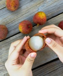 Fast Growing Trees Emperor Lychee Tree Tropical Fruit Trees