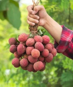 Fast Growing Trees Emperor Lychee Tree Tropical Fruit Trees