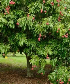Fast Growing Trees Emperor Lychee Tree Tropical Fruit Trees