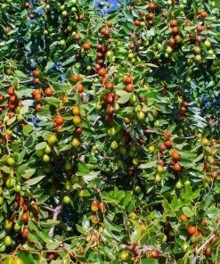 Fast Growing Trees Empress Gee™ Jujube Tree